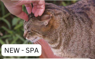 Purrs & Pampering: Why Your Next Day in Maui Should Be Spent on Lanai