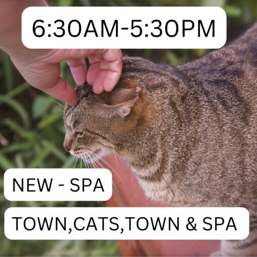 Product picture for Town Cat Town & Spa Itinerary Lost on Lanai