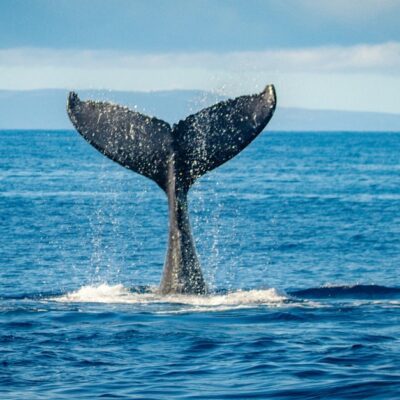 Maui Activities | Classic Whale Watch with Teralani Sailing Adventures