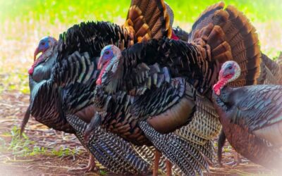 From Asia to Aloha: The Surprising History of Wild Turkeys in Hawaii