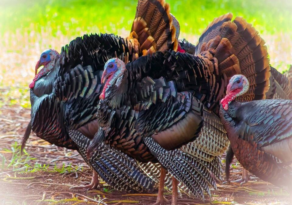 From Asia to Aloha: The Surprising History of Wild Turkeys in Hawaii