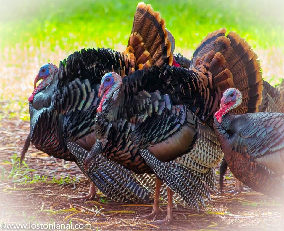 Pic_pineapple_filed_Lanai_Lost_on_Lanai