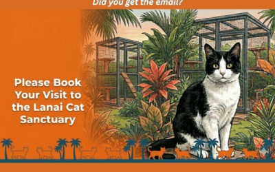 MEWS – Lanai Cat Sanctuary Campaign | Did you get the email?