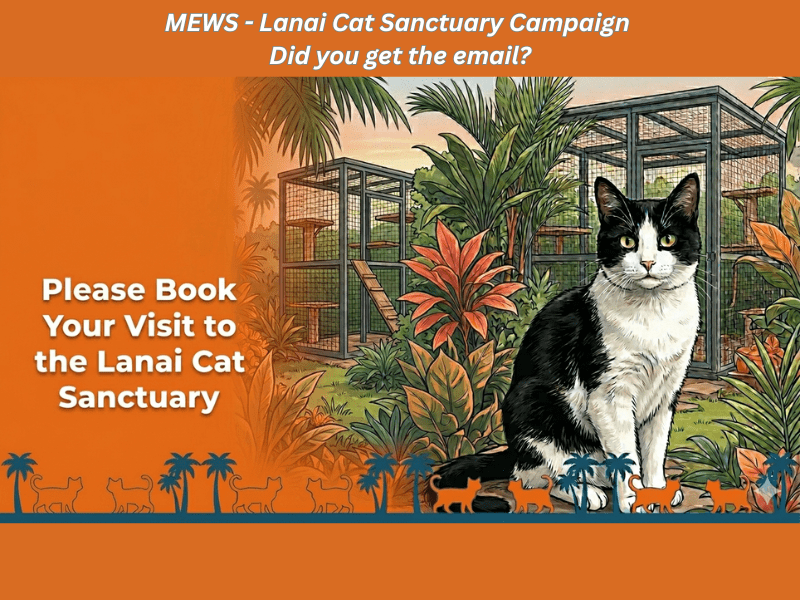 MEWS – Lanai Cat Sanctuary Campaign | Did you get the email?