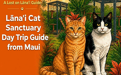 Lāna’i Cat Sanctuary Day Trip Guide from Maui | Book by July 31 & Give Back